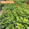 單瓣扶?；?庭院觀賞花卉植物 綠化苗木 花卉扶桑 妖精花