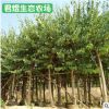 基地供應紅花羊蹄甲 洋紫荊羊蹄甲樹 庭院公園風景樹工程綠化苗木