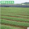 批發公園路邊綠化桉樹苗 綠化苗木 園林植物喬木苗圃基地
