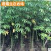 樹苗喬木 福建美人樹移植苗 綠化苗木喬木 綠化景觀工程苗木