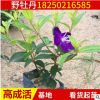野牡丹小苗 庭院小區綠化苗木 綠化苗木 觀賞花卉植物野牡丹