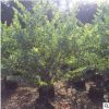庭院植物銀葉金合歡 庭院小區綠化苗木 綠化苗木 合歡樹苗