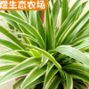 生態農場金邊吊蘭綠蘿吊蘭苗批發 盆栽植物綠植吊蘭花卉吊蘭花苗