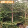苗圃基地小葉欖仁樹 錦葉欖仁 福建綠化苗木細葉欖仁批發行道樹