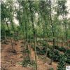 柳樹(shù)苗批發(fā) 庭院小區(qū)綠化苗木易種苗木苗圃 金絲垂柳小苗
