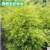 黃金香柳 小區(qū)綠化苗木 綠化苗木 黃金寶樹(shù) 千層金