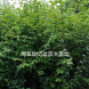 兩年生陜西小葉女貞種植基地實拍 周至小葉女貞營養(yǎng)缽苗大量直銷