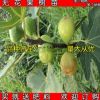 果樹苗 水果樹苗 青皮無花果苗 可結果苗 無花果樹苗