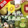 高端爬藤獼猴桃樹苗-正宗新西蘭黃金奇異果/黃金果獼猴桃苗結果苗