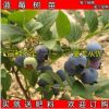 果樹 當年結果藍莓 南高叢藍莓南藍 盆栽 藍莓
