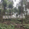 處理一批香樟樹