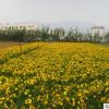 萱草苗基地批發(fā)綠化苗木色塊綠籬行道點綴四季常青量大從優(yōu)萱草苗