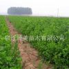 衛(wèi)矛小苗園林綠化苗木色塊綠籬行道點綴基地直銷量大從優(yōu)衛(wèi)矛小苗