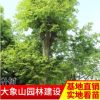 產地供應園林綠化樹苗 批發綠化用樹 落葉性樸樹風景樹
