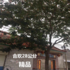 合歡直銷 合歡樹6-15-28公分 樹形優(yōu)美 合歡樹又名絨花樹，馬纓花
