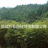 供應(yīng)毛竹苗20萬(wàn)株