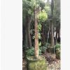 樟樹香樟大葉樟移植