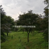 各規(guī)格紅楓/原生紅楓/嫁接紅楓