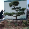供應造型黑松 造型黑松圖片 造型黑松價格