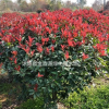 紅葉石楠球產(chǎn)地 紅葉石楠球圖片 紅葉石楠小苗價(jià)格