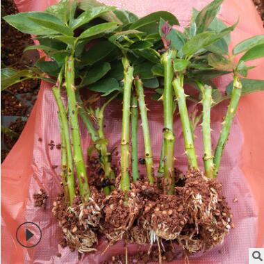 基地直銷 海洋之歌鮮切花種苗 四季開花庭院陽臺盆栽玫瑰小苗