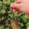 雪柳小苗綠化工程裸根花苗 多規(guī)格根系發(fā)達