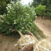 基地專供各種規格紫玉蘭白玉蘭 量大優惠嬌紅一號玉蘭樹