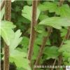 園林綠化工程苗木木槿錦帶景點(diǎn)道路點(diǎn)綴落葉小喬木獨(dú)桿叢生木槿