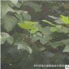 園林綠化工程苗木馬褂木行道林蔭風(fēng)景樹(shù)落葉喬木鵝掌楸江蘇馬褂木