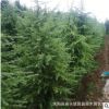 園林綠化工程苗木蘇北耐寒耐旱雪松苗雪松樹(shù)50公分高至7米高雪松
