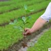 海桐苗 海桐樹苗 海桐球四季常青氣味芳香驅蚊蟲綠植物圍墻綠籬笆