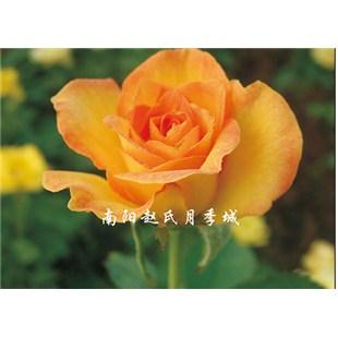 金獎章-大花月季