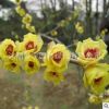 梅花樹苗臘梅當(dāng)年開花地栽盆栽庭院耐寒梅花苗臘梅盆景規(guī)格齊全