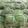 基地直銷綠化草坪真草皮果嶺草上海四季青小區(qū)別墅工程綠化草坪