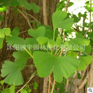 基地直銷銀杏樹苗白果苗庭院園林綠化苗木行道樹金葉銀杏樹小苗