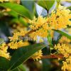 基地直銷桂花樹綠化花木庭院觀賞氣味芳香規(guī)格齊全