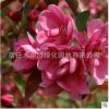 批發(fā)優(yōu)質(zhì)北美海棠樹南北方庭院種植易存活觀賞樹木規(guī)格齊全海棠