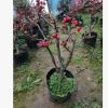 基地直銷嫁接海棠綠化木庭院種植陽臺盆栽裝飾規(guī)格齊全海棠