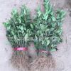 冬青綠化木四季常青行道耐寒庭院綠籬植物規(guī)格齊全基地直銷