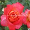 直銷藤本月季花綠化花木庭院觀賞陽臺盆栽易存活規(guī)格齊全月季