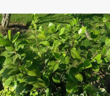 茶花苗 批發工程 道路綠化 盆栽花卉 盆景