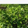 茶花苗 批發(fā)工程 道路綠化 盆栽花卉 盆景