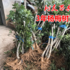 【樹友苗木】3年?yáng)|魁楊梅苗 大果東魁楊梅種苗 臺(tái)州果樹苗木