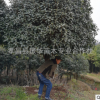 批發湖南桂花 長沙桂花價格 占地桂化 精品桂花銷售 冠幅飽滿