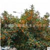 批發河南桂花 嫣陵桂花價格 潢川桂花樹苗 適合北方地區常綠喬木