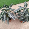 基地小仙女盆栽綠植花卉 室內小盆栽 花卉盆栽 凈化空氣好養植物