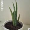 優(yōu)品正宗庫拉索蘆薈苗美容鮮蘆薈蘆薈植物蘆薈盆栽苗