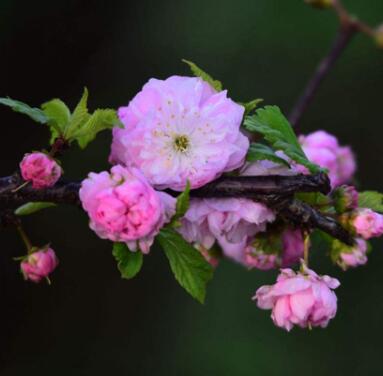 麥李花能開(kāi)滿(mǎn)樹(shù)，滿(mǎn)樹(shù)燦爛，盆栽和庭院都甚為美麗！