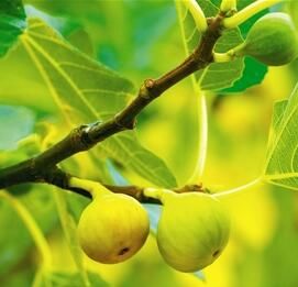 無(wú)花果：樹(shù)上結(jié)的糖包子