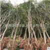 桂花苗直銷 桂花樹苗 桂花小苗 桂花樹 規格齊全 品種全